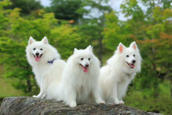 Spitz japonês