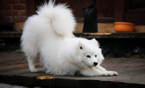 Spitz japonês engraçado