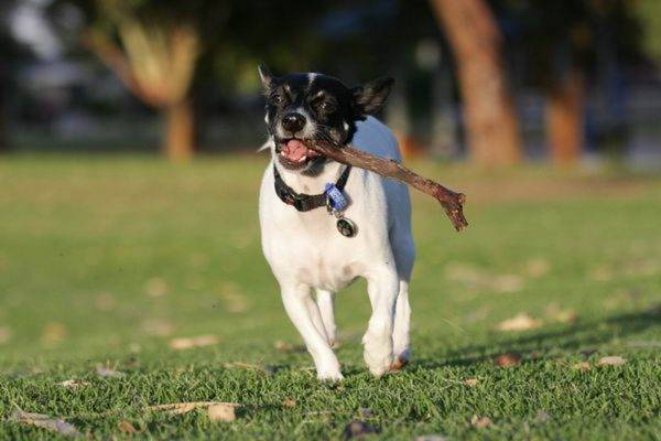 Terrier japonês com um pau