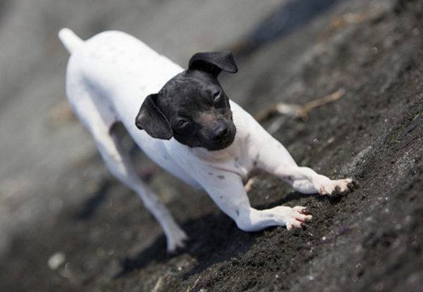 Trechos de Terrier japonês