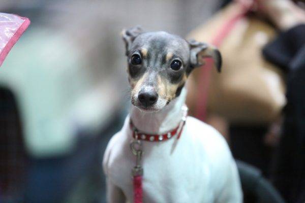 Terrier japonês com uma coleira vermelha
