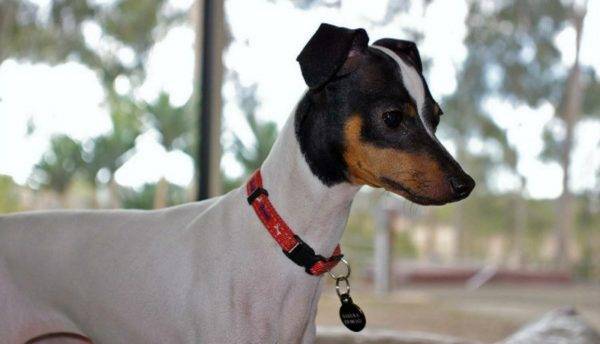 Terrier japonês leia o artigo
