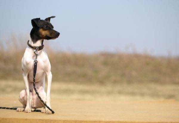 Japanese Terrier está sentado