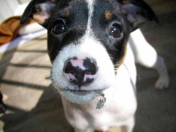 Focinho de terrier japonês