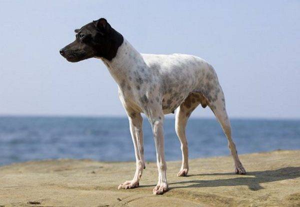 Terrier japonês no mar