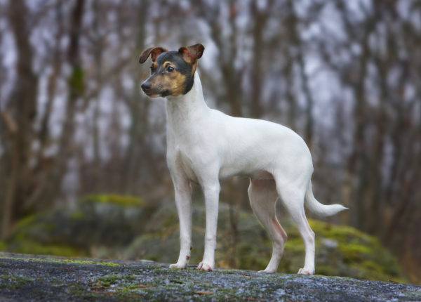 Terrier japonês na floresta