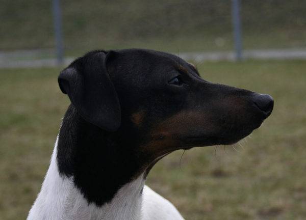 Terrier japonês está assistindo