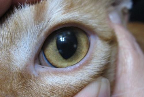 Úlcera da córnea em gatos - sintomas, diagnóstico e o tratamento