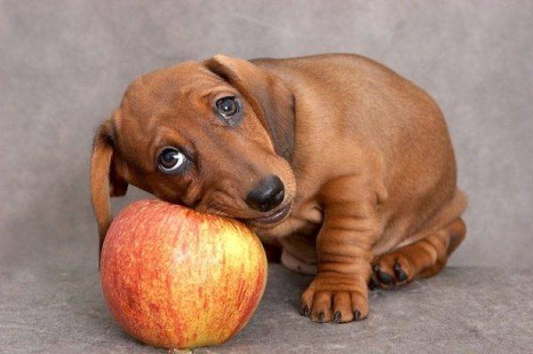 cão