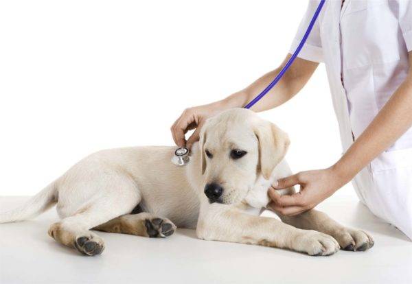 cachorro no veterinário