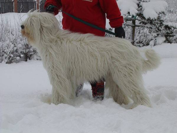 Pastor do sul da Rússia no inverno