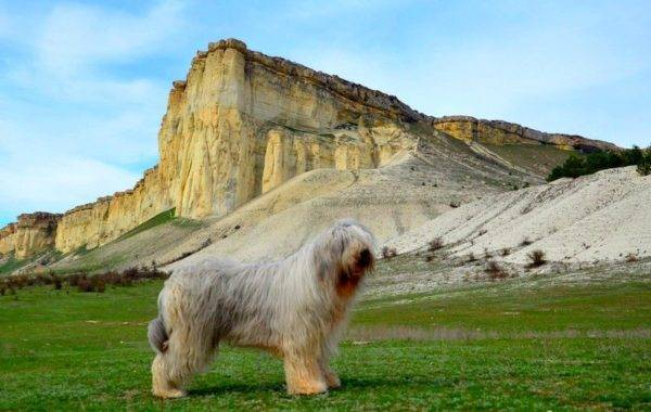 Pastor da Rússia do Sul em um fundo de montanhas