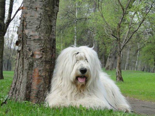 O cão pastor sul da Rússia está