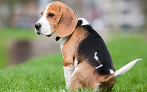 Constipação em um cão