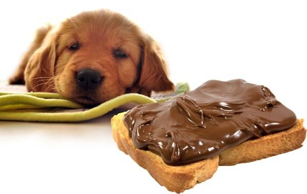 Desnutrição canina